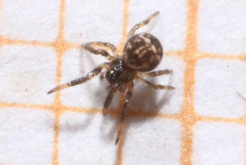 Theridiosoma gemmosum